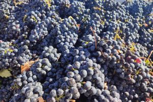 Bodega Tinto Arroyo